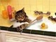 Un gato grande se puede bañar?