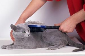 Consejos para el cepillado y cuidado del pelaje en los gatos