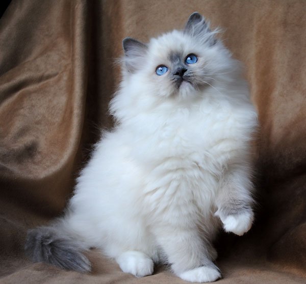 Gatos Ragdoll MundoGatos