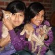 mis hermanas y mis gatos gus gus garfiel lusifer