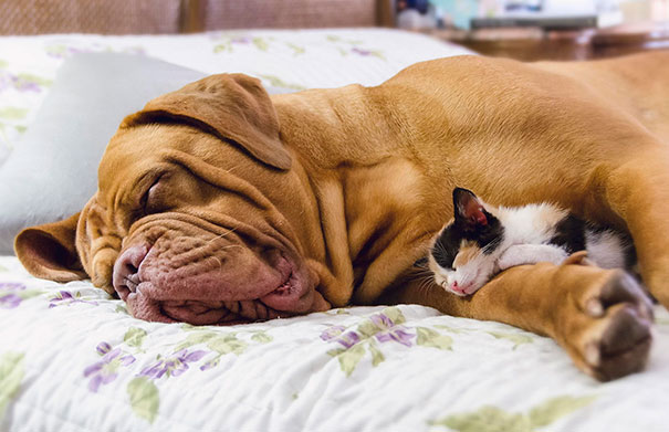 Gatos durmiendo encima de perros (20)