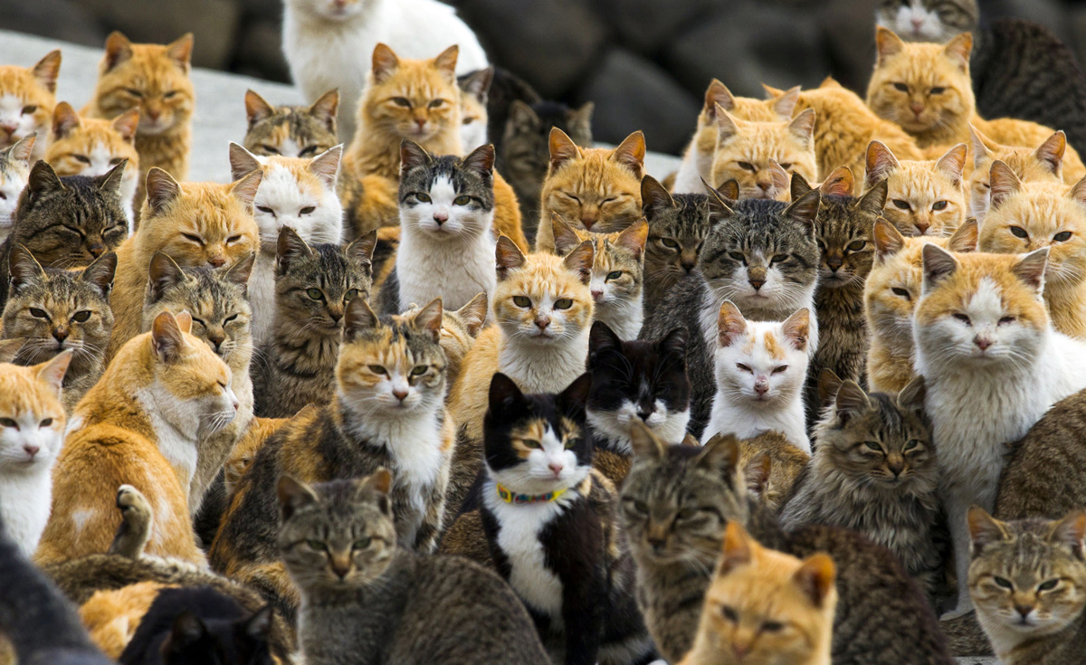 Aoshima, una isla gobernada por gatos (1)