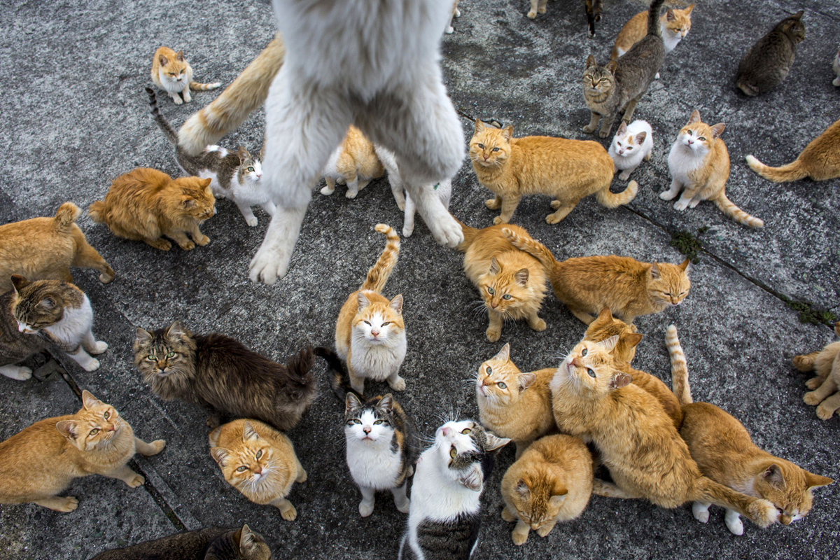 Aoshima, una isla gobernada por gatos (10)