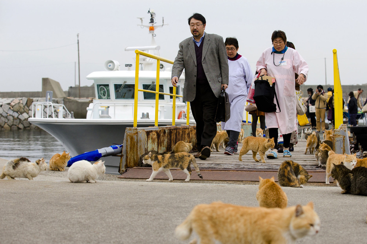 Aoshima, una isla gobernada por gatos (11)