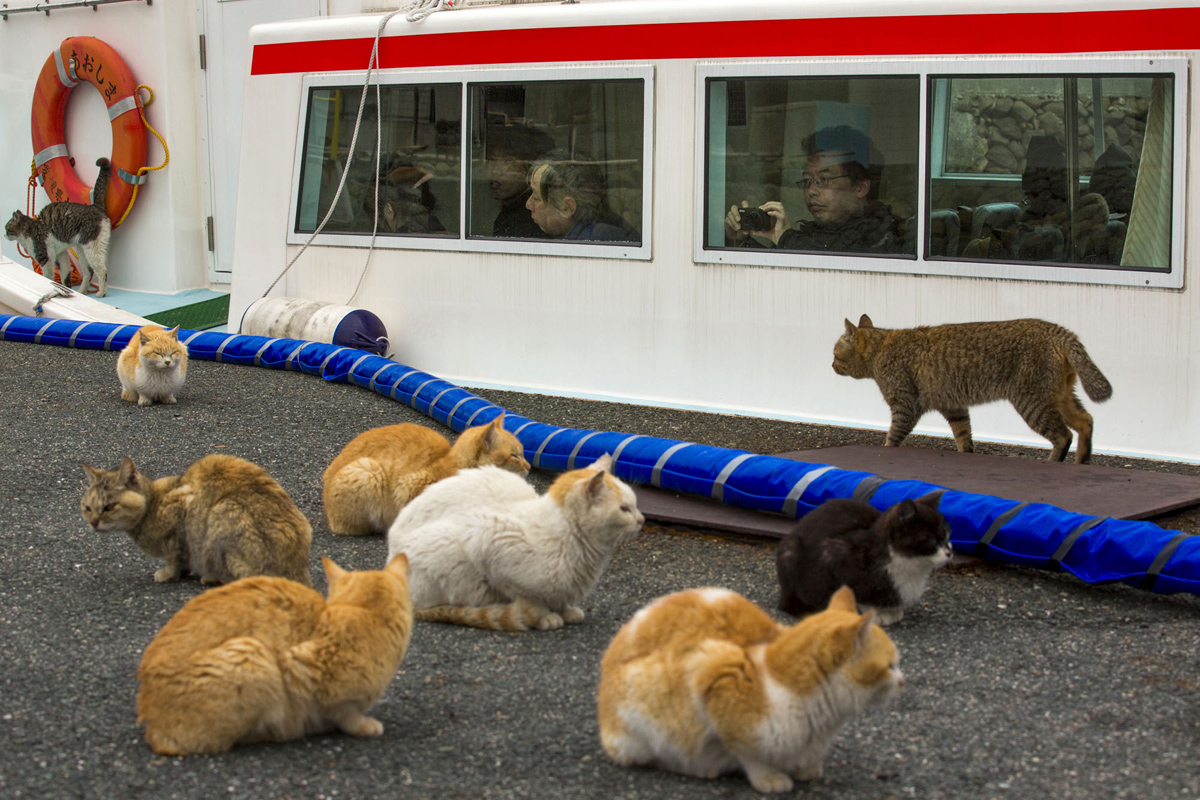 Aoshima, una isla gobernada por gatos (12)