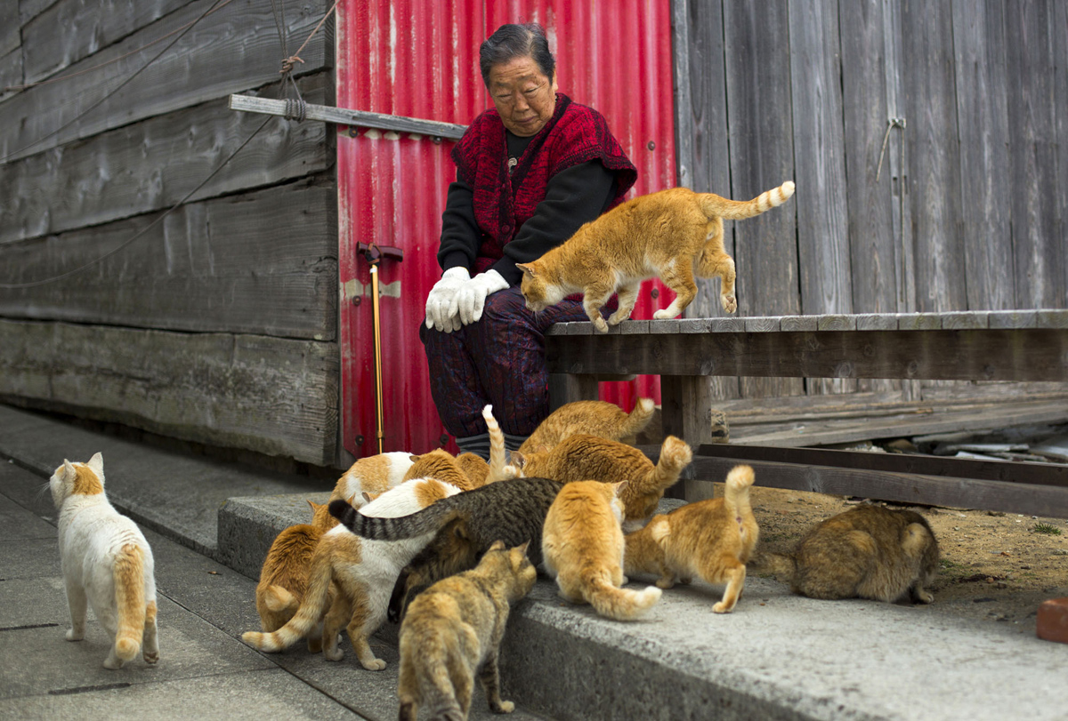 Aoshima, una isla gobernada por gatos (13)