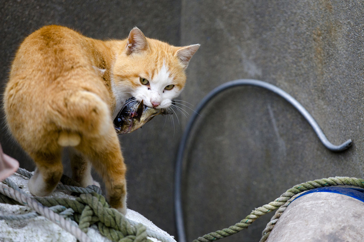 Aoshima, una isla gobernada por gatos (14)