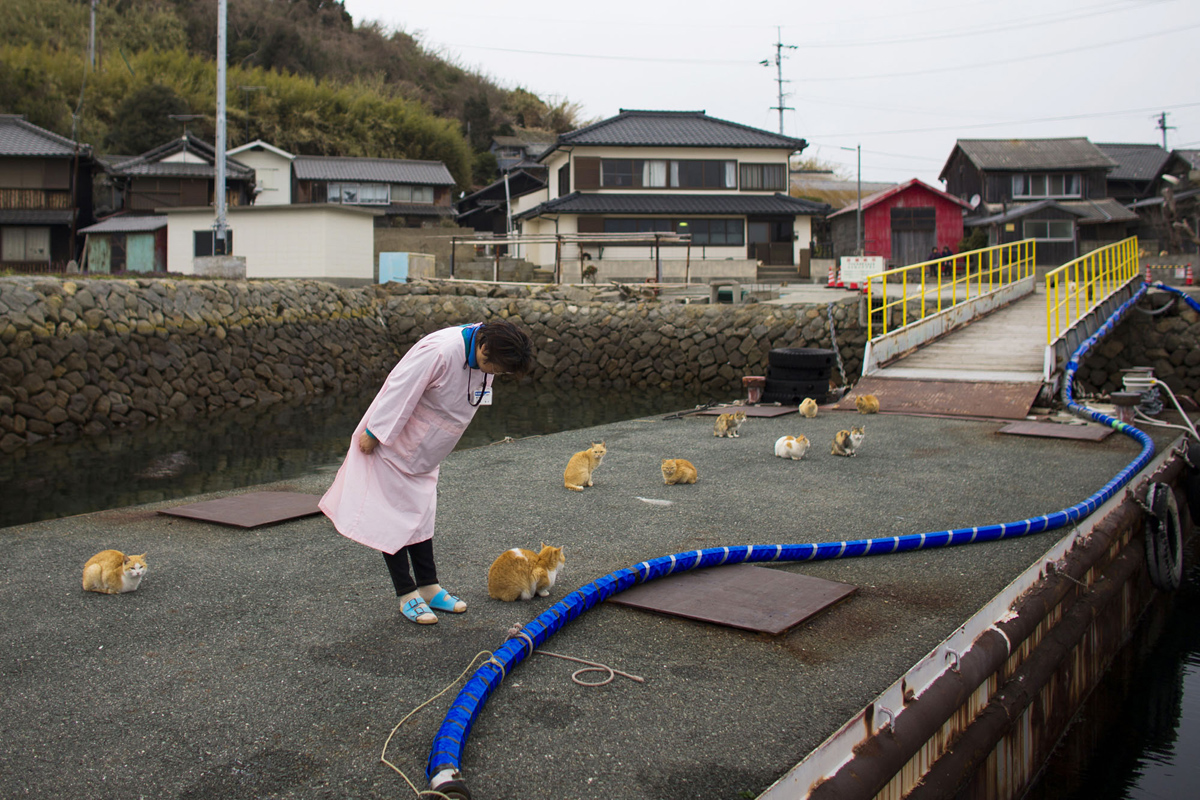 Aoshima, una isla gobernada por gatos (15)