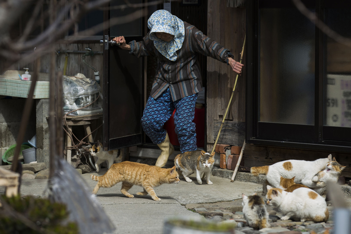 Aoshima, una isla gobernada por gatos (16)