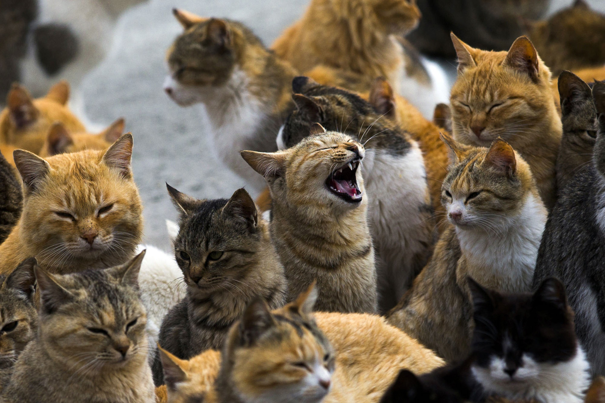 Aoshima, una isla gobernada por gatos (17)