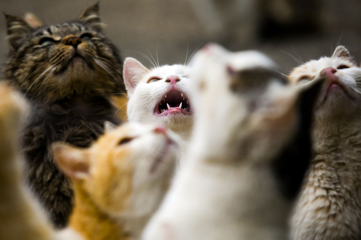 Aoshima, una isla gobernada por gatos (18)