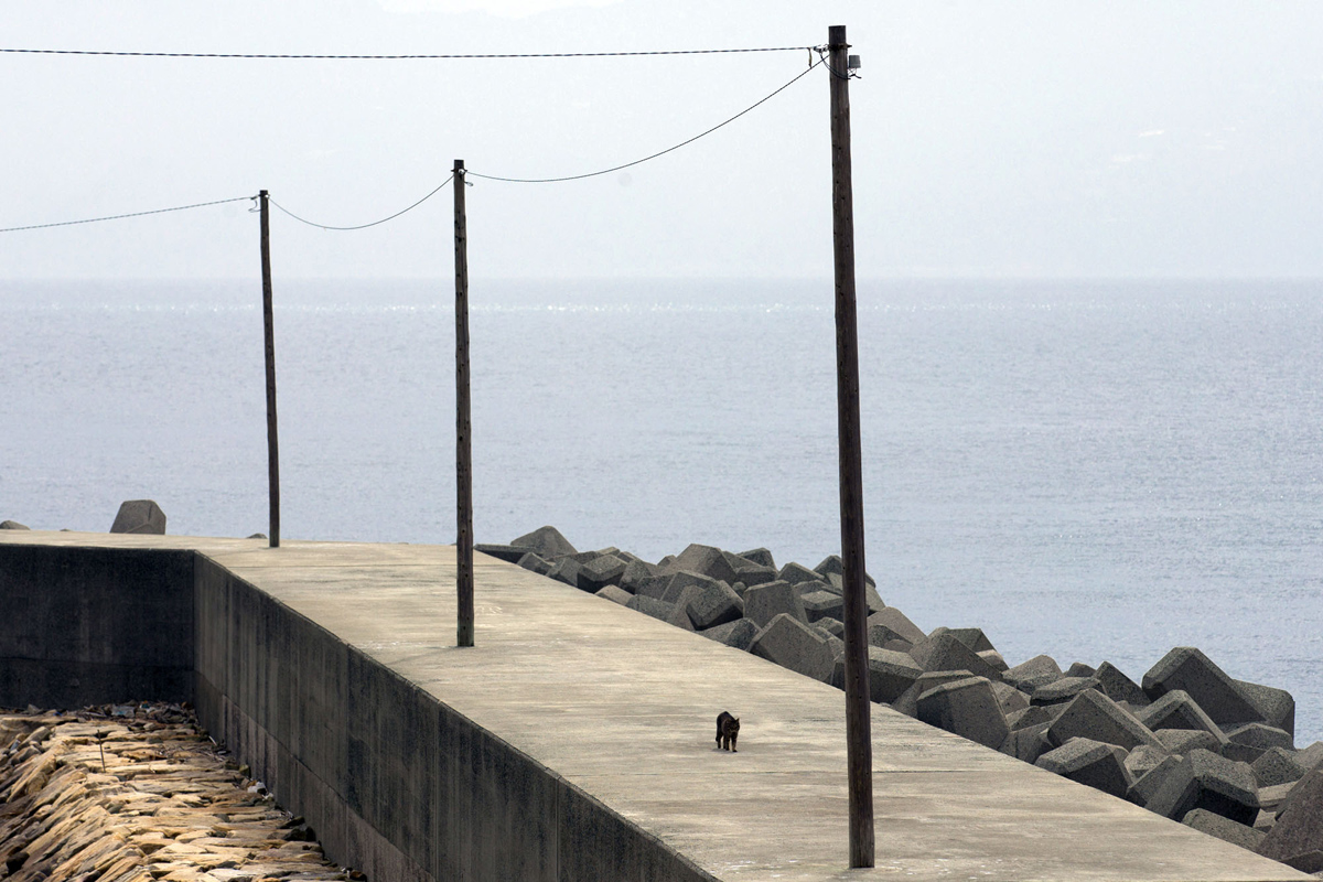 Aoshima, una isla gobernada por gatos (19)