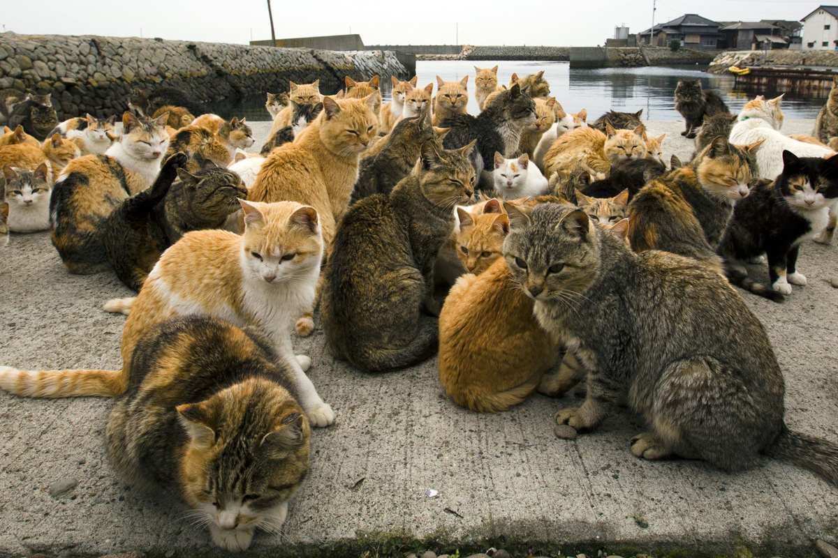 Aoshima, una isla gobernada por gatos (2)