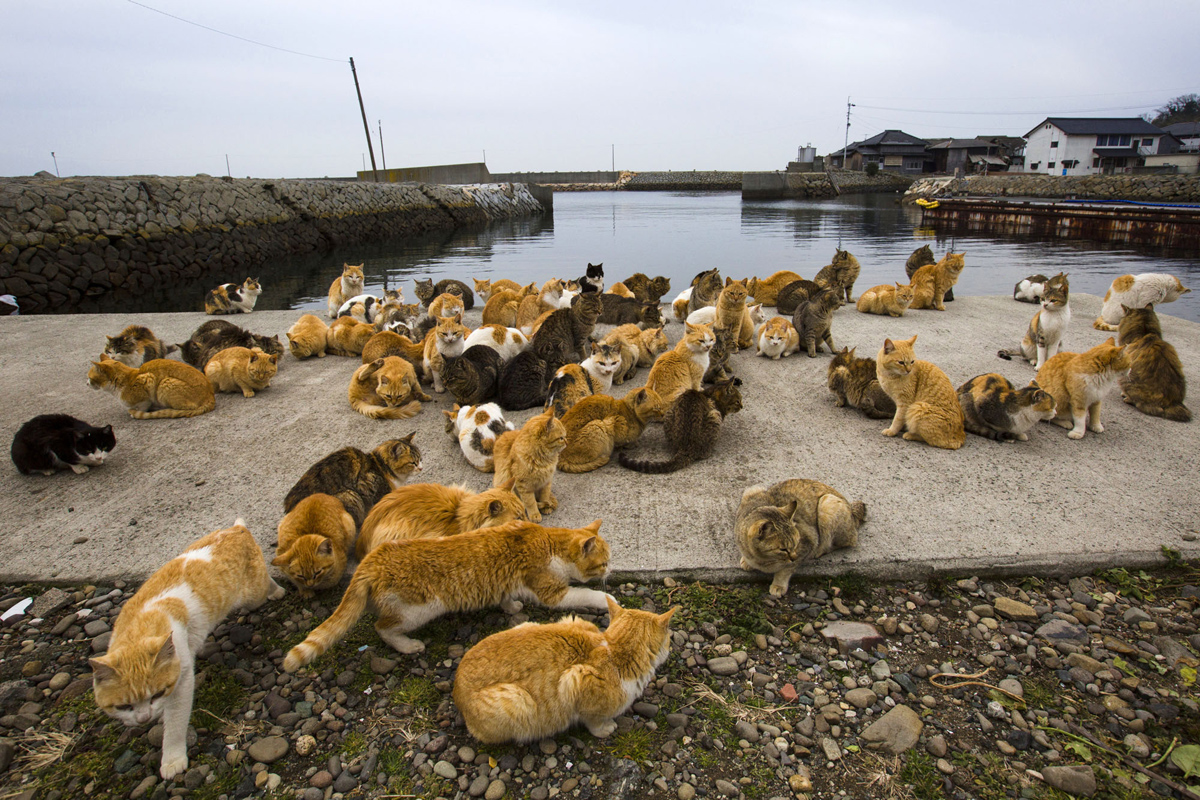 Aoshima, una isla gobernada por gatos (20)