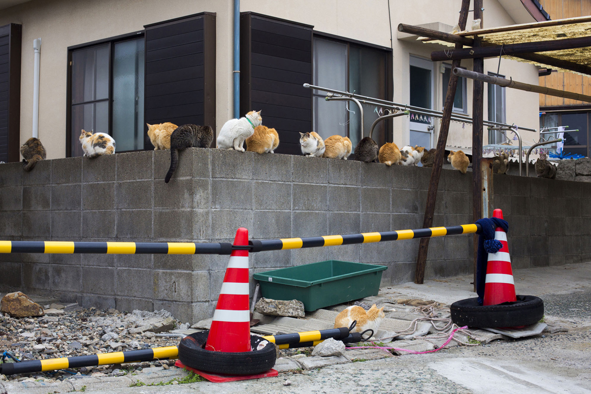 Aoshima, una isla gobernada por gatos (22)