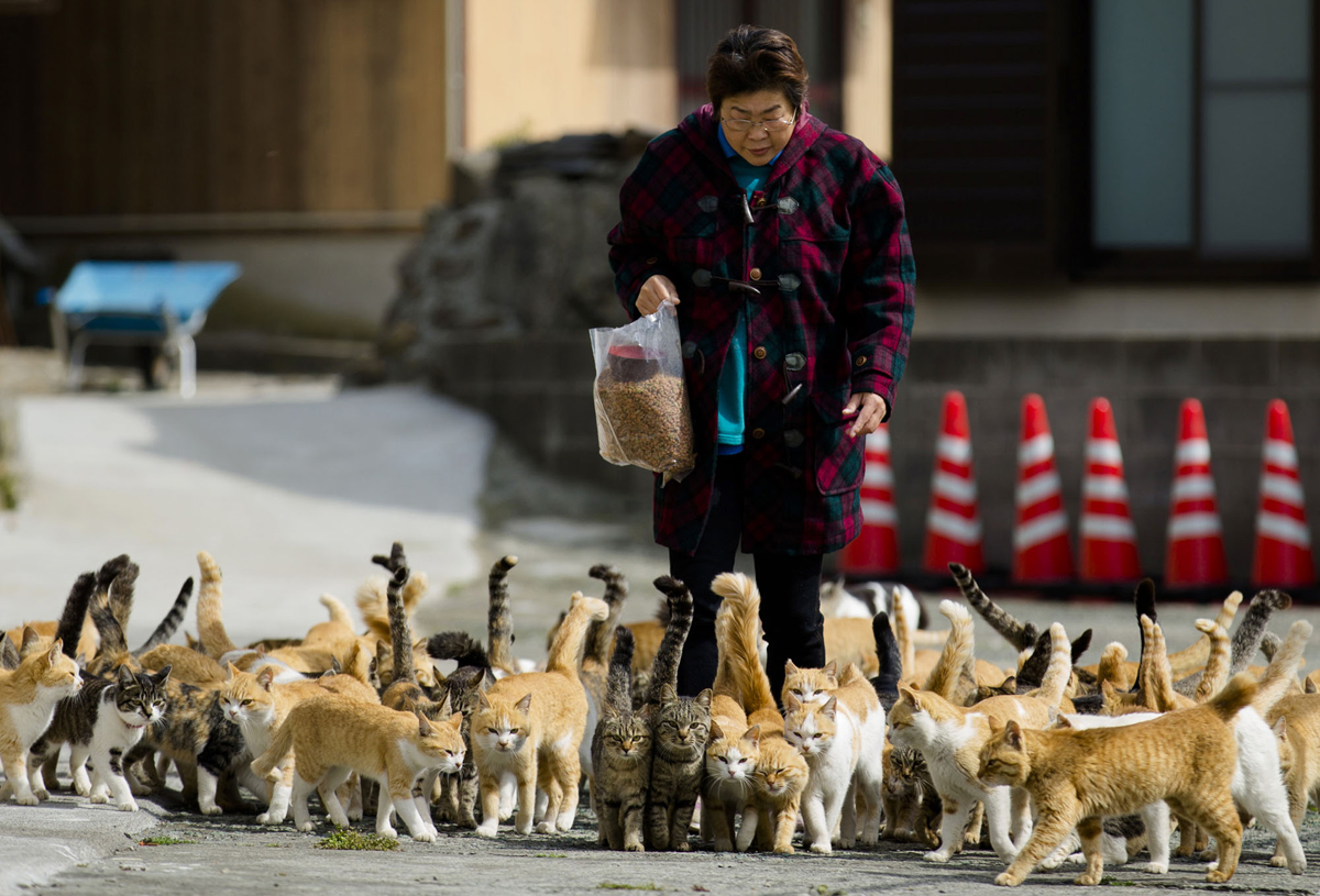 Aoshima, una isla gobernada por gatos (23)