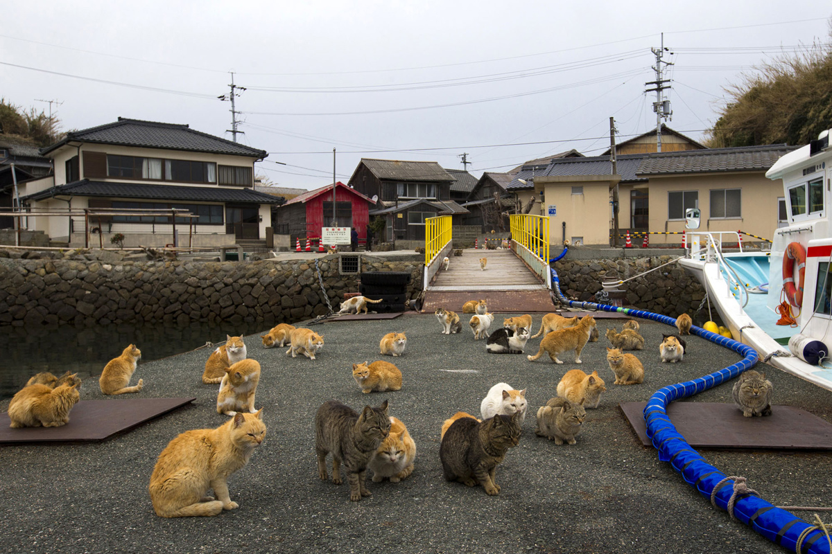 Aoshima, una isla gobernada por gatos (3)