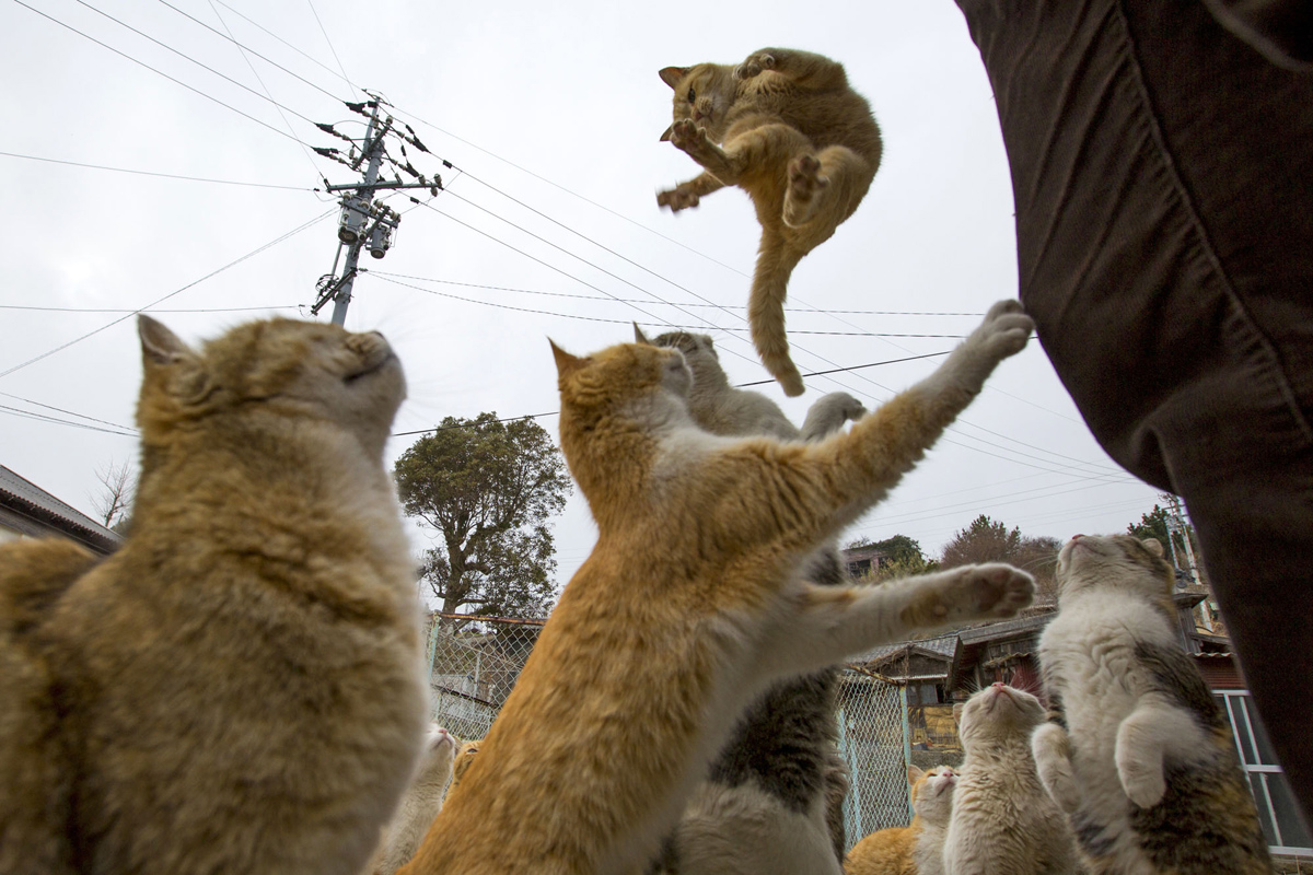 Aoshima, una isla gobernada por gatos (5)