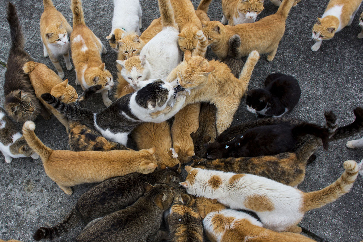 Aoshima, una isla gobernada por gatos (6)