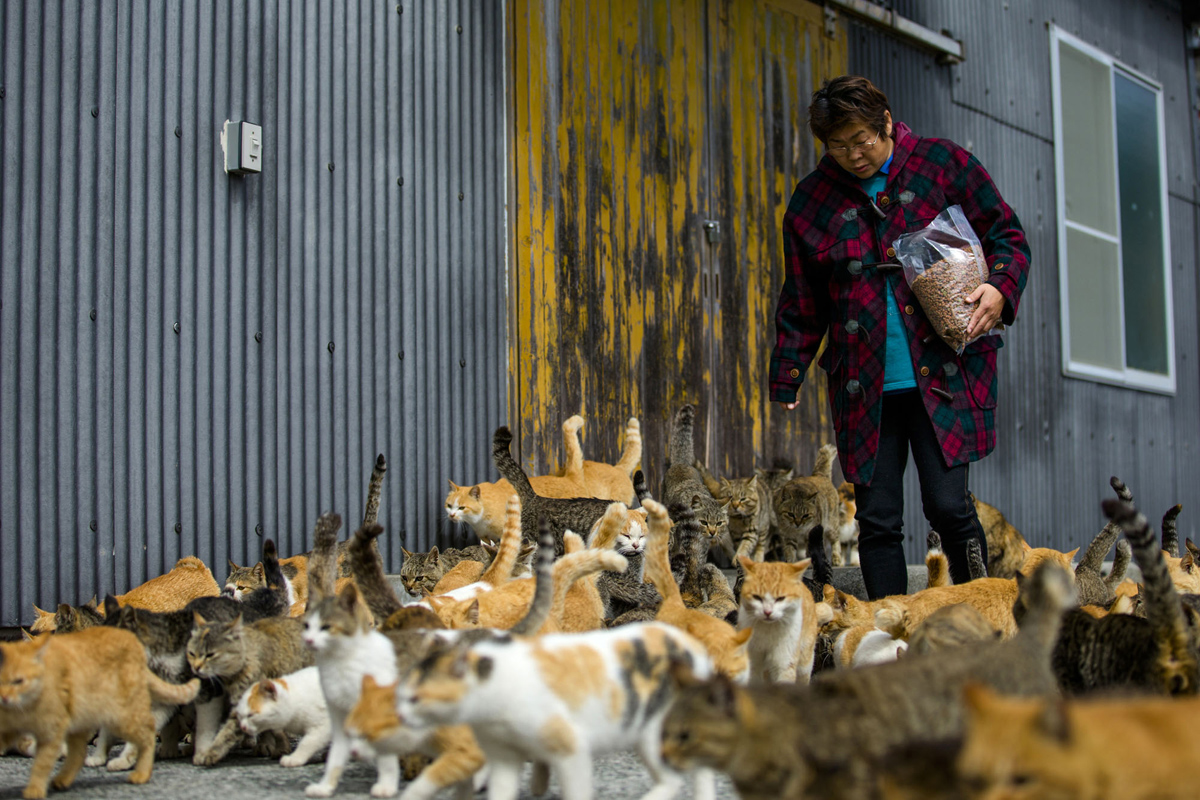 Aoshima, una isla gobernada por gatos (9)