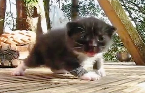 Gatitos aprendiendo a caminar