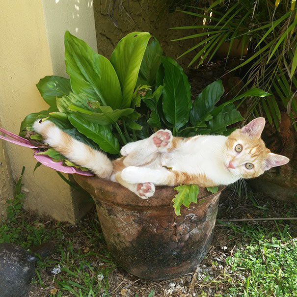 Gatos aficionados a las plantas (1)