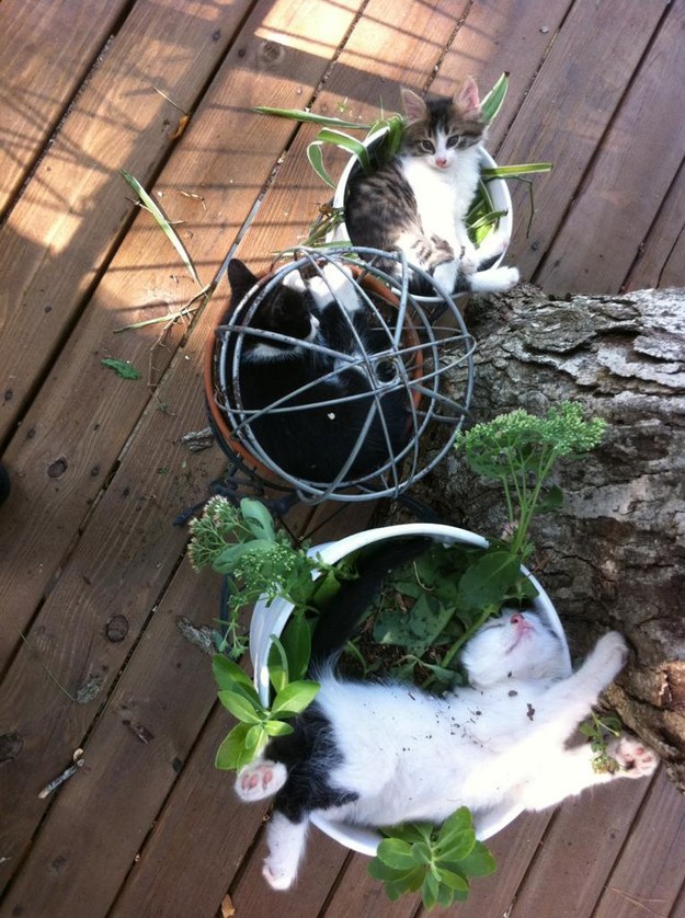 Gatos aficionados a las plantas (2)