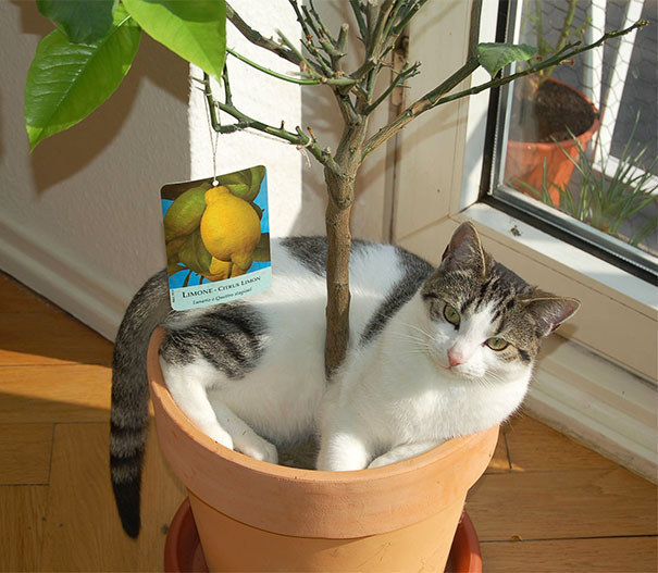 Gatos aficionados a las plantas (3)