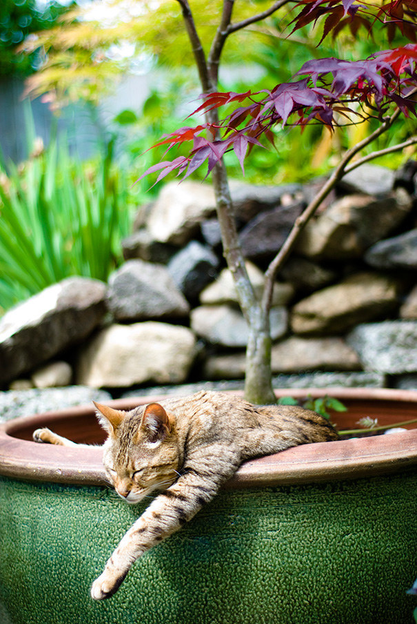 Gatos aficionados a las plantas (6)