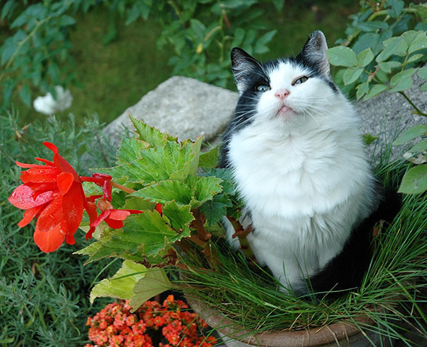 Gatos aficionados a las plantas (7)