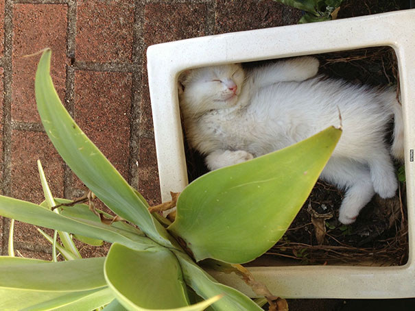 Gatos aficionados a las plantas (8)